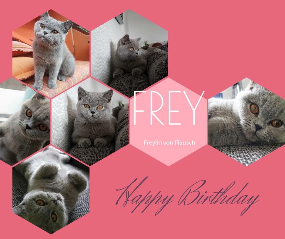 Geburtstag von Frey