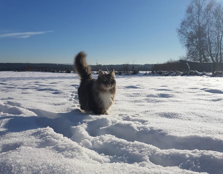 Finn im Schnee (Freigänger Katzen - eine Gewissensfrage?)